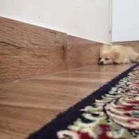 سگ ماده پامرانین|سگ|ایلام, |دیوار