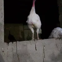 فروش بوقلمون محلی (نژاد بیوتی )