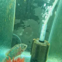 دو عدد کانفا بلو و رد|ماهی|ری, دولتآباد|دیوار