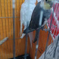 دو جفت عروس هلندی