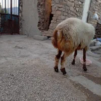 فروش کاوه قوچ دورگ چینی بختیاری به شرط تخمی|حیوانات مزرعه|چاروسا, |دیوار