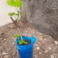نهال انگور