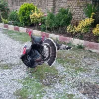 مرغ و خروس و بوقلمون