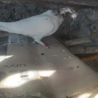 کبوتر|پرنده|اصفهان, ملک‌شهر|دیوار