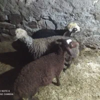 گوسفند|حیوانات مزرعه|دهگلان, |دیوار