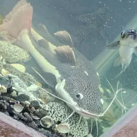 ماهی رتیل ۲۵ سانتی|ماهی|قم, فرهنگیان و شهربانی|دیوار