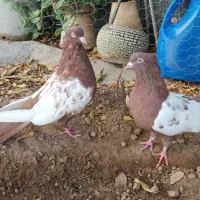 جفت کفتر سینه سرخ|پرنده|شیراز, پودنک|دیوار
