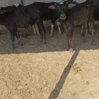 گوساله گاومیش اهوازی.گاو|حیوانات مزرعه|شیراز, نیستان|دیوار