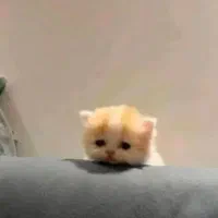 سگ پیدا شده