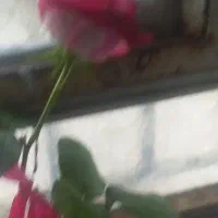 پرستار خانم