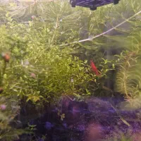 انواع گیاه اکواریوم و حلزون بلدر