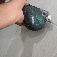 نر چاپی و ماده طوقی قهوهای