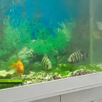 ماهی|ماهی|قزوین, |دیوار