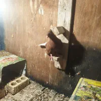 سرخ دم سفید|پرنده|پاسارگاد, |دیوار