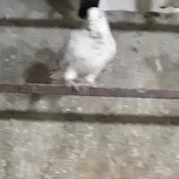 کفتر|پرنده|اسلام‌شهر, شهرک سالور|دیوار