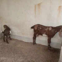 بز پاکستانی و کهره نر پاکستانی|حیوانات مزرعه|برازجان, |دیوار