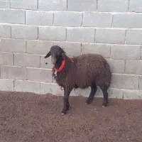 بره ماده شاخی،بز،میش،بره|حیوانات مزرعه|مبارکه, |دیوار