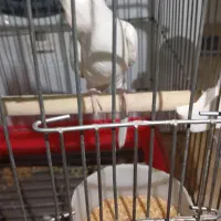 پرنده زیبا و باهوش|پرنده|اردکان, |دیوار