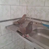 سه جفت جفت سیاه فیلی خاص پرشی بازی دار