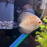 ماهی.ماهی دیسکس|ماهی|زابل, |دیوار