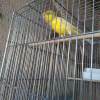 قناری|پرنده|باقرشهر, |دیوار