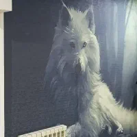 نصب کاغذ دیواری و نقاشی ساختمان|خدمات پیشه و مهارت|پاکدشت, حصار امیر|دیوار