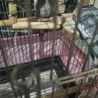 عروس هلندی جفت خورده