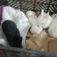 خرگوش کوچولوناز|موش و خرگوش|قم, شهر قائم|دیوار