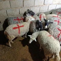 گوسفند رمانوف آبستن|حیوانات مزرعه|زرند, |دیوار