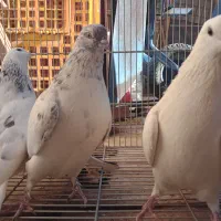 سه عدد ماده کبوتر کله دم سبز کله خالدار