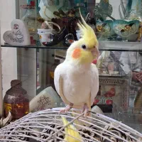 عروس هلندی|پرنده|ری, سیزده آبان|دیوار