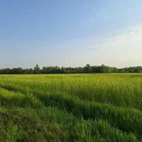 فروش فقلاده زمین گشاورزی در رشت قیمت عالی|فروش زمین و ملک کلنگی|رشت, حومه رشت|دیوار