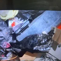 بوقلمون .بجع