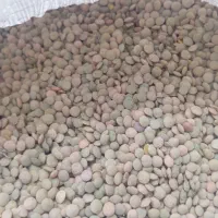 عدس بذری|خوردنی و آشامیدنی|جعفرآباد, |دیوار