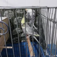 یه جفت عروس هلندی نرو ماده درحال تخم گذاری|پرنده|ماهدشت, |دیوار