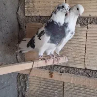 کفتر یاکبوتر|پرنده|ساوه, |دیوار