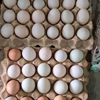 تخم نطفه دار اردک