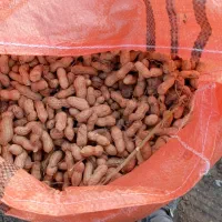 فروش بادام زمینی گلی درجه یک ق98ت|عمدهفروشی|اصلاندوز, |دیوار