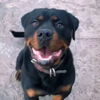 ماده روتوایلر