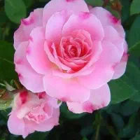 کامیونت 6 تن ،راهنمایی،قصدی