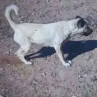 سگ نرافغان وماده سرابی|سگ|هیر, |دیوار