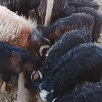 سلام|حیوانات مزرعه|خاش, |دیوار