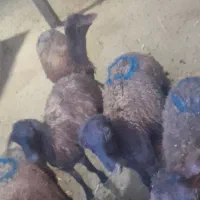 بره ماده