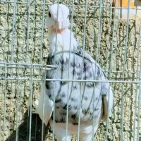 کبوتر طوقی الماسی