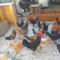 حیوانات مزرعه|حیوانات مزرعه|بندر ماهشهر, |دیوار