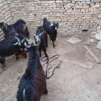 بزغاله چاق|حیوانات مزرعه|دهلران, |دیوار