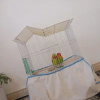 طوطی برزیلی