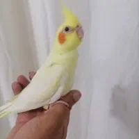 جوجه عروس با کیفیت آماده آموزش وسخنگو|پرنده|قیدار, |دیوار