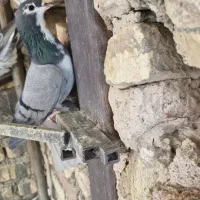 دمگیر خرقه بدرنگ مفلق ابری کشتنی