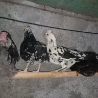 مرغ و خروس گلین فول|حیوانات مزرعه|نیریز, |دیوار